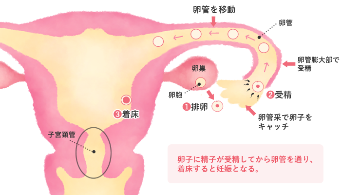 不妊症とは 不妊症の原因と検査 不妊症治療福岡山王病院リプロダクションセンター